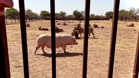 When you’re not on the menu ‘cause you’re haram AND high in cholesterol. 🐷✋🦁 #LionsKnowBetter #HalalLife #MuslimLions #HalalVibesOnly #viralvideos #lion 