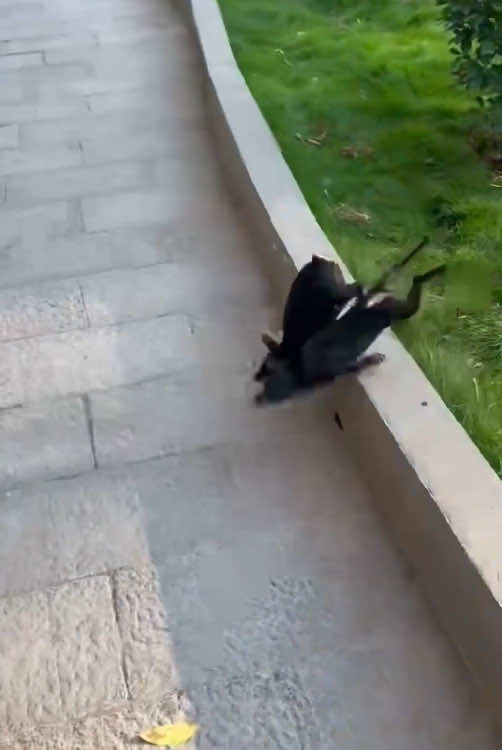 The unfortunate dog #dog #dogsoftiktok #funnydog #usa #dogs 