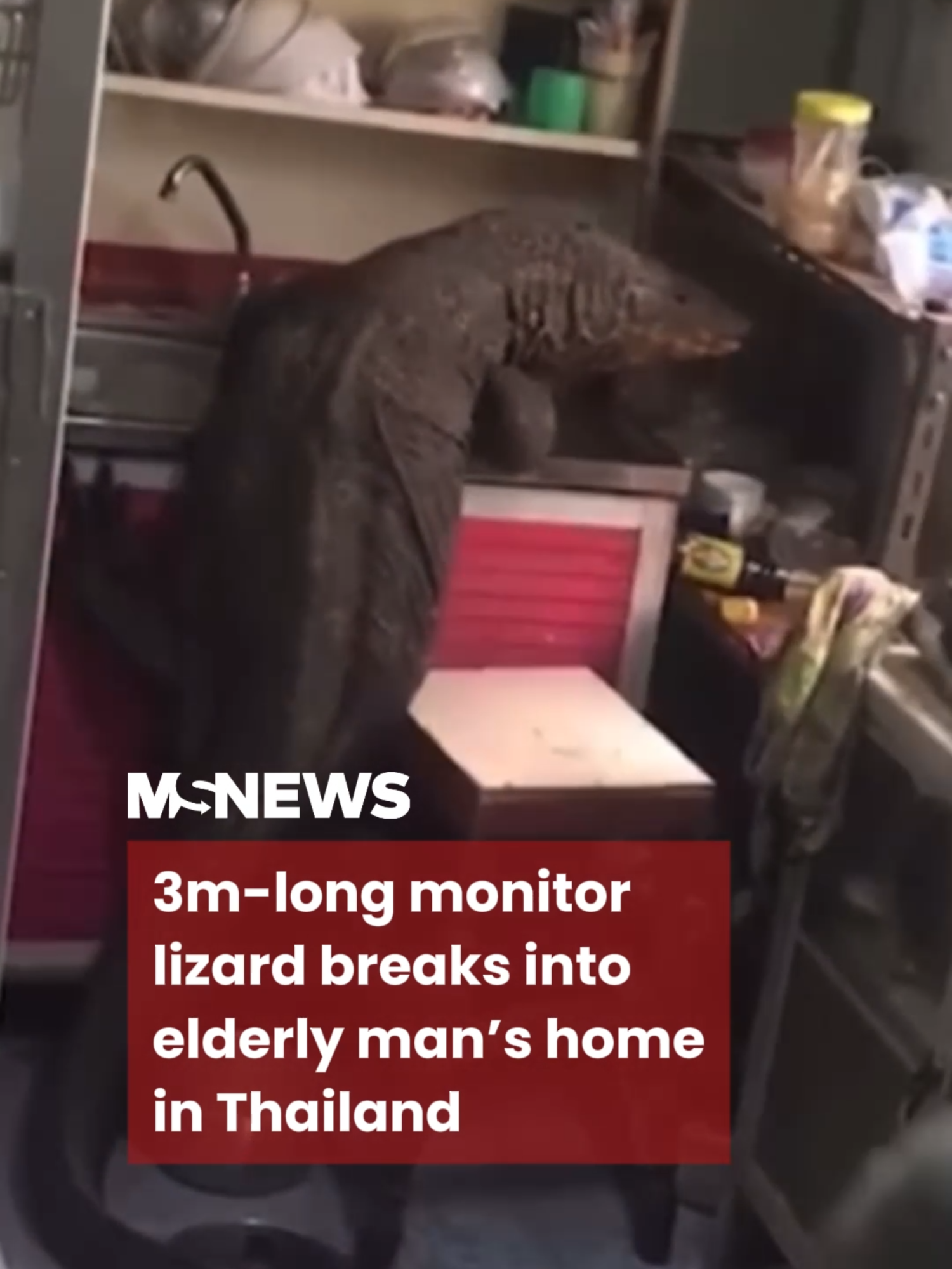 The reptile reportedly weighed about 80kg, and it took 3 officers to carry it to their vehicle. #mustsharenews #sgfyp #thailand #monitorlizard