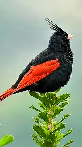 #bird #fyp #viral #foyou #tranding #sound #quran_alkarim 