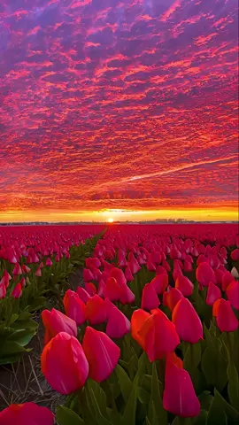 Sunset and tulips,I like both of them✨ #sunset #fyp 