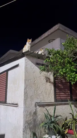 When Cats Betray Their Bestie 😿#cat #cats #catlover #kitten #catsoftiktok #fyp 