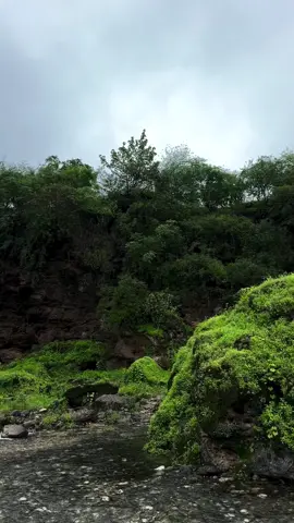 جمال الطبيعة 🌱🌱 #salalah🇴🇲 #oman #pov #اكسبلور #خريف_صلالة #دربات #السعودية #الكويت #ظفار  @مرشد سياحي Salalah Tour Guide  @مرشد سياحي Salalah Tour Guide 