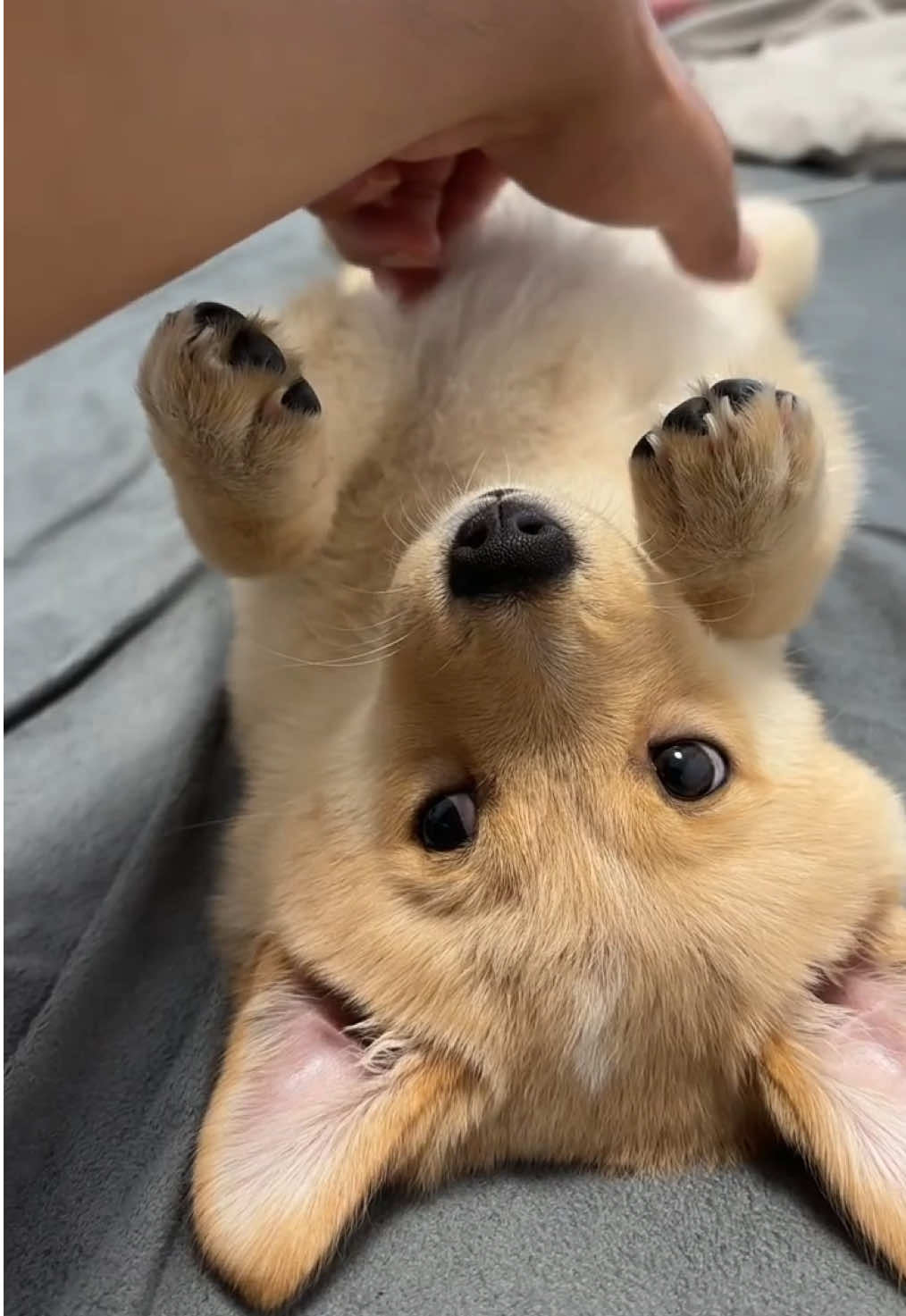 #dog #fyp #cutedog #doglover 
