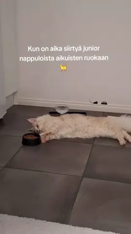 #mainecoon #kissa #känkkäränkkä 