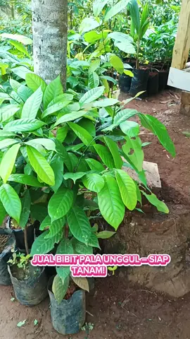 mau cari berbagai macam bibit buah atau tanaman? carinya di BibitNusantara🤩🥰🥳 #fyp #bibitnusantara 