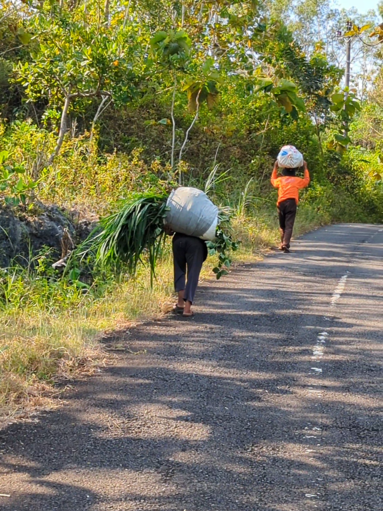 Petani Gunung Kidul #gunungkidul #perantau #wonosari24jam #suasanapedesaan #suasanakampung #jogja#fypシ゚viral 