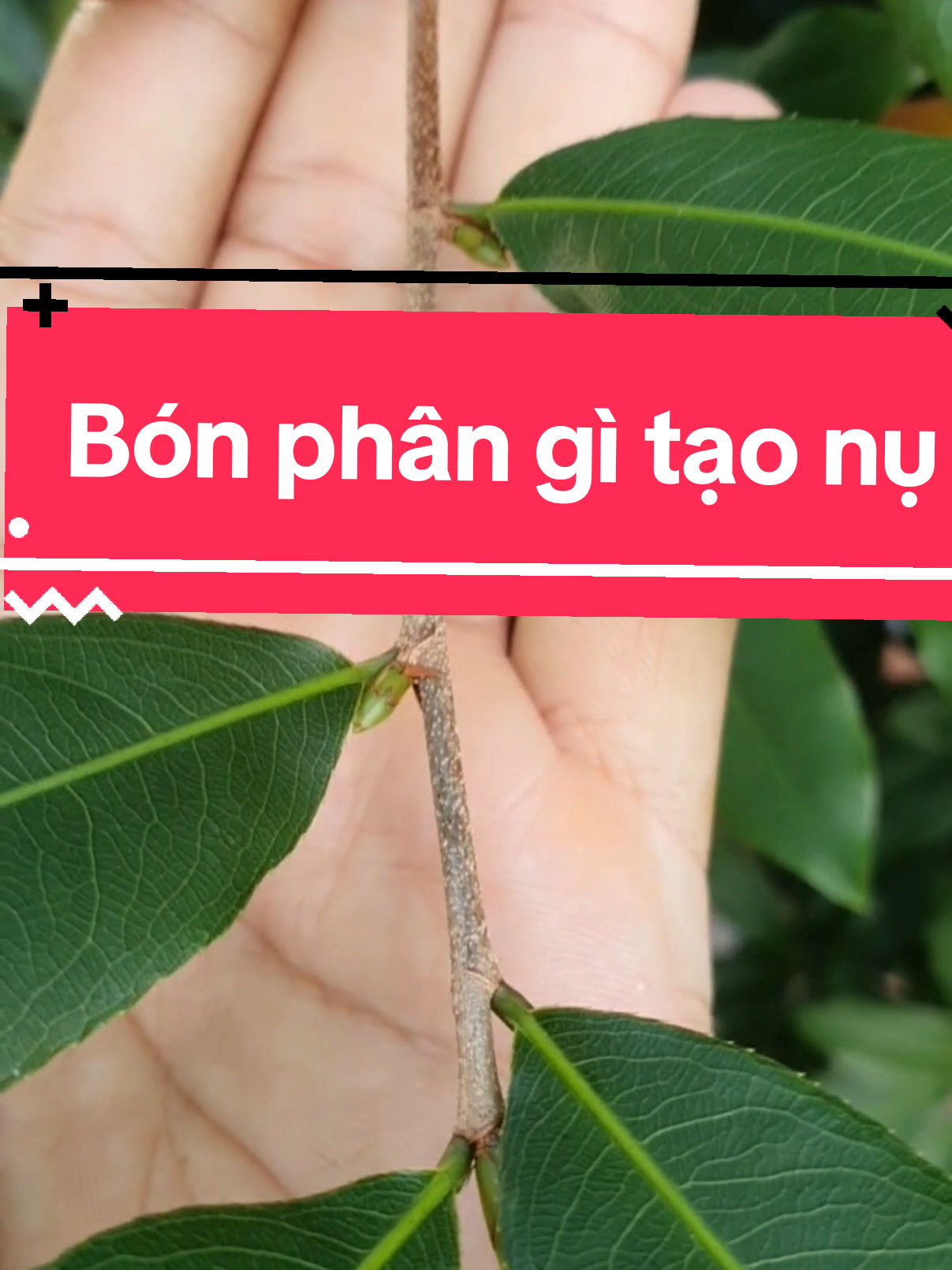 Tạo nụ mai vàng#maivang 