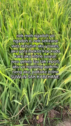wes males basa-basi