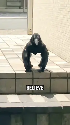 The crateful crow #tiktok #fyp #foryou #crow #animals 