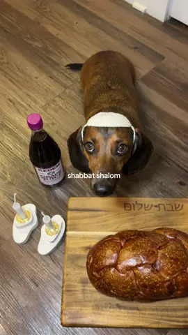 or should I say shabbark shalom🫶 #jewish #jewishtok #shabbatshalom #shabbat #dachshund 