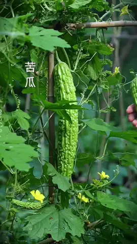 #収穫 #natural #harvest #癒し音 #夏野菜 