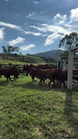 🐂🐂🐂 #gadosindi #sindigoiabeira #fazebdagoiabeira