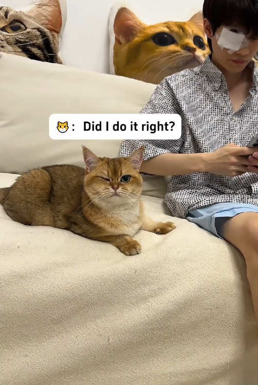Cat learn by watching people so funny🤣🤣#cat #funnycat #catsoftiktok #funnyvideo #funnytiktok #fyp #foryou #tiktok #funny 