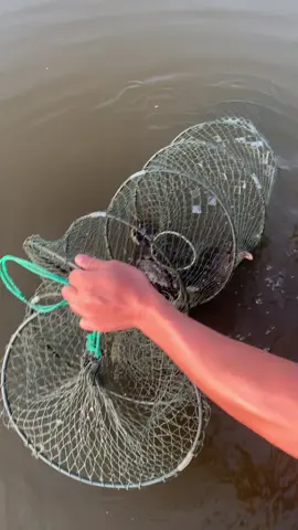 Đặt tôm mà vậy anh em ơi!ăn hết tôm luôn rồi.#nuoicuamatdoday #xuhuong #fyp 