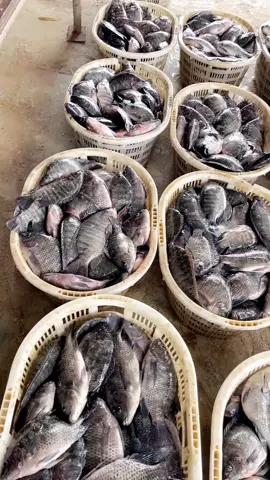 #yourtilapiaplug I sell quality and I give you quality.. I’m always available for your orders please… please just Call me 0551075599 and your fresh tilapia will be delivered to your doorstep .. 📞 0551075599#yourtilapiaplug @Ama black 1 @miss peppy @Maame paintiwa @🌺🧸SENA🧸🌺 @DAAVI ELORM @BRIDOR @Francisca @Adjoa Troup💫 @Carter ❤️ ❤️ ❤️ ❤️ ❤️ ❤️ @adepaberry 886 @Akosuah Capricorn ♑️❣️ @francesca 🤩😘❤️‍🔥💯❤️‍🔥 @Juliet Edi @Esinam @M.C Ewevia Ewevia @Mizz Smiles 