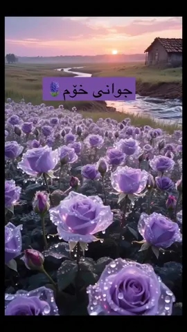 کێ ویستی لۆی چادەکەم😂🌸