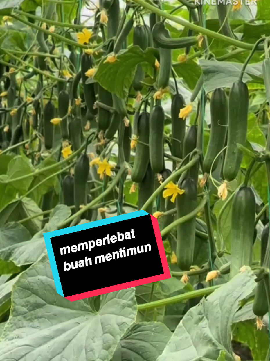 𝙘𝙖𝙧𝙖 𝙖𝙢𝙥𝙪𝙝 𝙢𝙚𝙢𝙥𝙚𝙧𝙡𝙚𝙗𝙖𝙩 𝙗𝙪𝙖𝙝 𝙢𝙚𝙣𝙩𝙞𝙢𝙪𝙣,  #timun #petani #tanaman #sayur #petanimuda #sayuran #petaniindonesia🇮🇩🇮🇩🇮🇩🌿🌿 #pupuk #petanisayur 