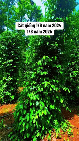Ủa rồi lá không vậy kk #xuhuong #nôngnghiệp #tieu #lamnong #vuongfarmer 