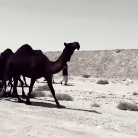 #الجفراني #لايك__explore___ #فولو_اكسبلور 