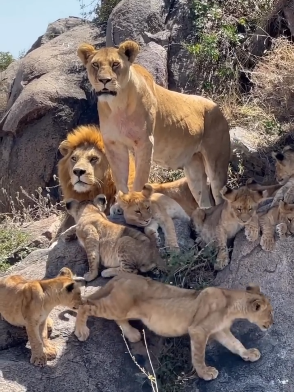 A beautiful family capture of the Punda pride with their father Smart! This pride is ruled by two Lions known as Smart & Grumpy. Serengeti National Park, Tanzania 🇹🇿  📹 adas_tanzania_travel  #lion #wildlife #nature #animal #cat #safari #Love #family #cubs #heaven #beautiful 