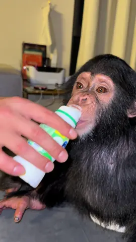 I love Laban 🙈🤣😍❤️ #laban #almarai #milk #loveyou #chimpanzee #monkey #nordineduzoo #albuqaish #visitdubai #animallover #dubai #dubai🇦🇪 #FamilyFun 