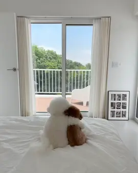 Hoà thuận lắm nhà 😃😃😁#shopthucung102 #cunyeu #pet #fylpシ #fylpシ 