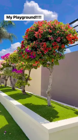 جهنمي تايلندي مطعم متوفر 