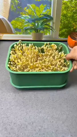 Tauge yang anda buat sendiri lebih lazat#dapur #goodthing #foryou #fyp 