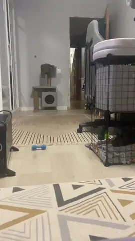 это оригинал, ускоренного видео не существует в природе🤭 #Корги #Beerka