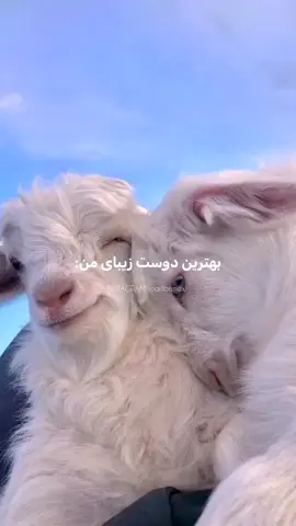 تگش کن 🫠