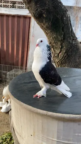 Biglong ☠️ #merpatikolong #kanbesbf #merpatiblantongjembros #blantongtritis #blantongekput #blantongjembrosindonesia #fyp #videoviral #videomusik #merpatilovers #merpatiku 