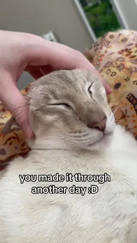 it’s fridayyy  #siamese #orientalshorthair #orientalcat #siamesecat #fyp #fyppp #viral #catmeme #hopecore #funnycats 