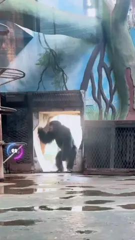 Tính đóng cửa nhưng thấy bạn vào...Không một động tác thừa 😎 #khoanhkhacdangyeu #dethuong #đángyêu #petcute #khỉ 