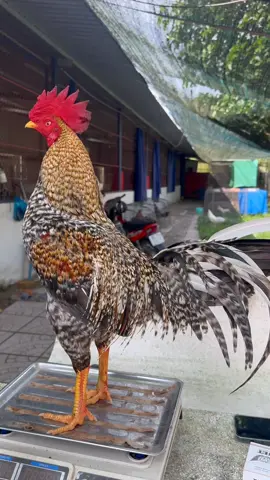 Cú 2k9  Tay như cục sắt  Ae Cần Lh: 