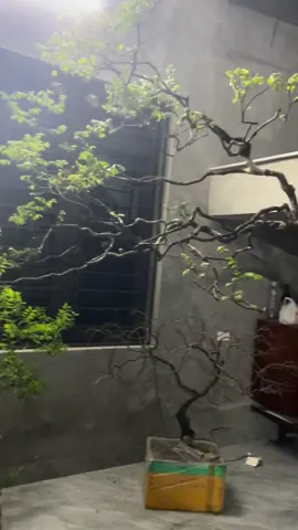 Lên cho ae một con mini nhiều người bê🤣🤣🤣🫣🫣🫣Muội Hồng #muộihồng #xuhuongtiktok 