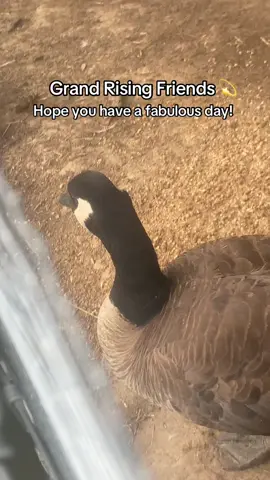We redid the entire enclosure for both the feathered animals and goats yesterday. 