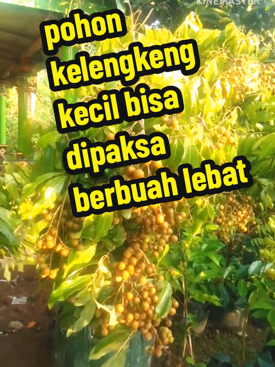 pupuk pelebat buah pohon kecil bisa berbuah lebat#pupuk #organik #bosterkelengkeng 