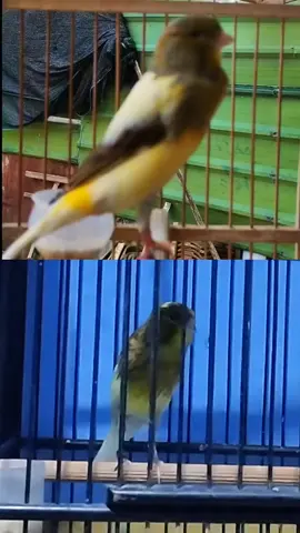 perbedaan riwikan paud kenari jantan dan betina. #kenarimaniaindonesia #fypシ゚viral #burung #kicaumania  #bird 