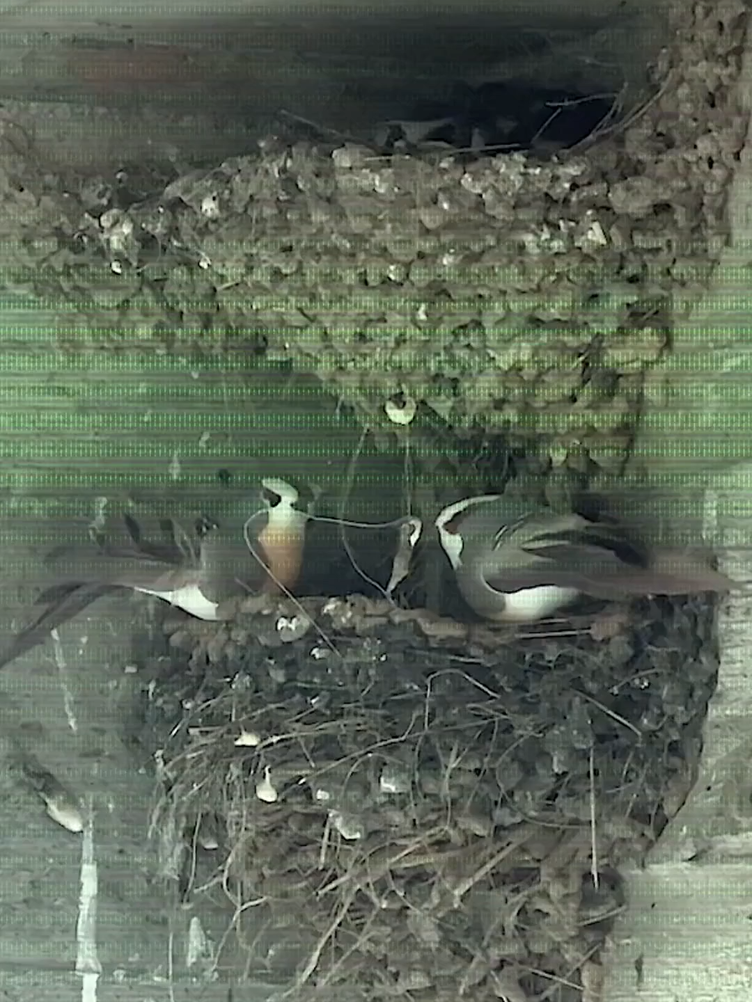 Uma gaiola DIY para pássaros feita de raquetes 🦜. #animallover #fyp #craft #passaros #DIY