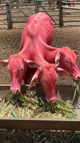 #foryou #foryoupage #viral #goviral #for #comedia #bdtiktokofficial #viral 