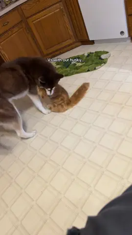 How our cat acts with our golden retriever vs how he acts with our husky is wild. #mainecoon #husky #goldenretriever 