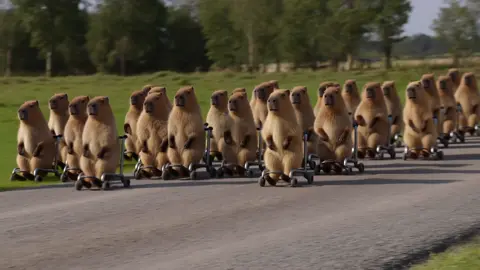 #viral #fyp #funny #AI #capybara 