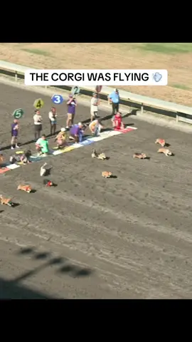 GG DOMINATED THE CORGI RACING CHAMPIONSHIP🔥 #dog #corgi #race #TheOcho #ocho #corgirace 