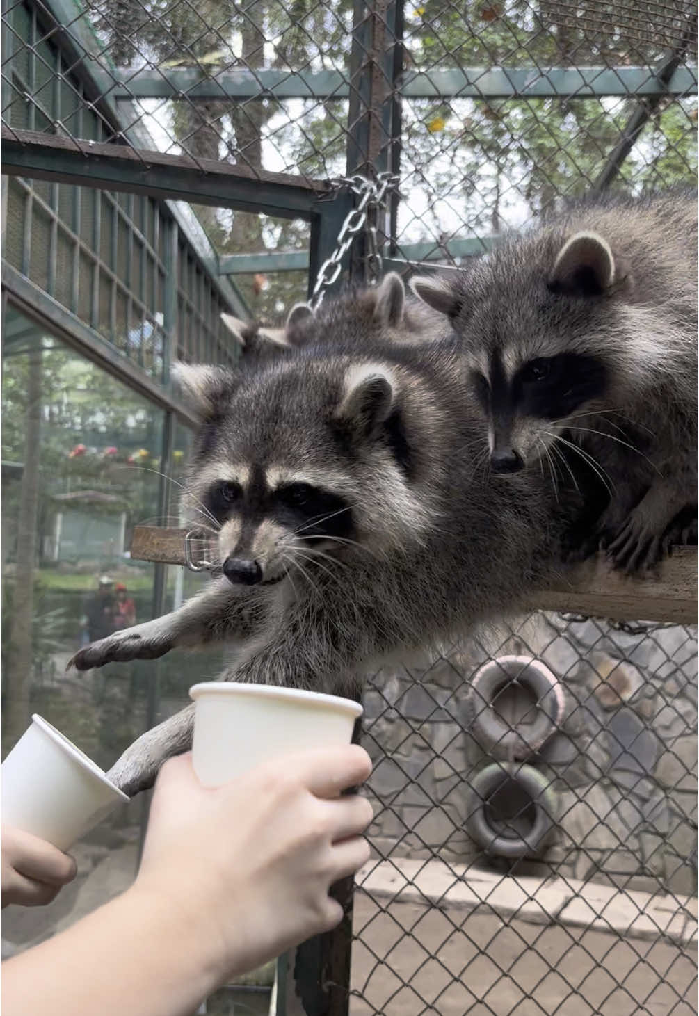 Măm măm măm, có ai đã trải nghiệm cho các bạn gấu mèo ăn chưa taaaa 😋 #thaocamviensg #saigonzoo 
