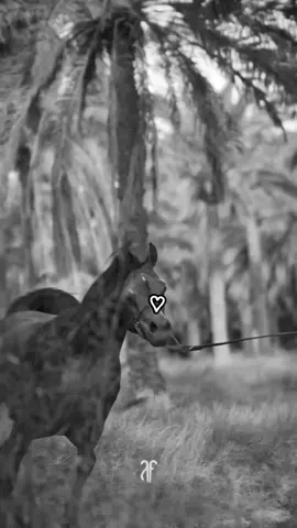 #حصاني_كان_دلال_المنايا  #خيل_وخياله🐎 