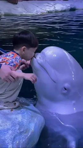 With their playful personalities, rounded foreheads, and permanent smiles, beluga whales look like cartoon characters brought to life. They’re often called “canaries of the sea” because of their wide range of vocalizations, and they’re known to interact joyfully with humans. In aquariums, they play games and even mimic facial expressions. In the wild, they travel in pods and are deeply social, often seen rubbing against each other affectionately. Their soft, marshmallow-like appearance and expressive eyes trigger instant affection. Watching a beluga swim is like watching joy personified — they remind us of the innocence and intelligence hidden beneath the waves.