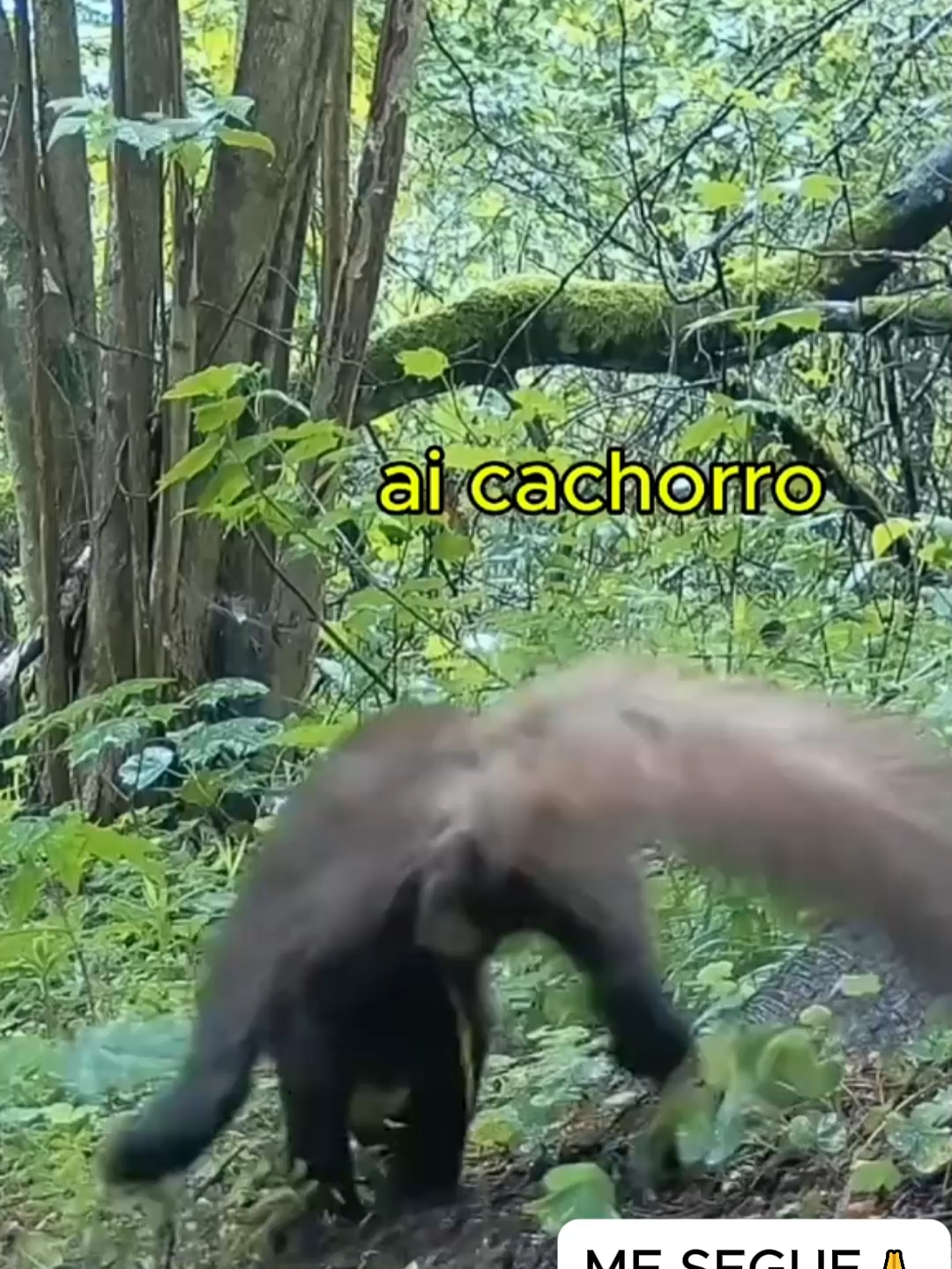 AÍ CACHORRO 😂😂 . . . #funnyvideos😂 #fyp #foruyou #viral #trendingvideos #pets #dog #funny #videosengracados #trendingvideo #funnydog #cat