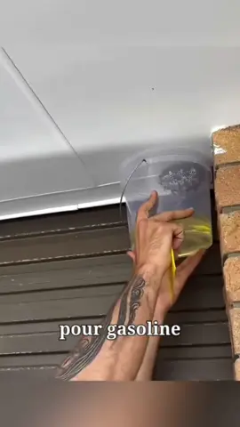 Wasps nest?? 🤔  . . . #fpyシ #facts #viral #viralreelsシ #wasps 