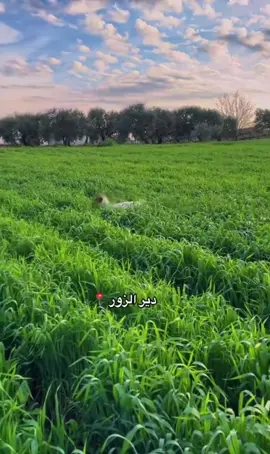 دير ##الزور #الريف الغربي #اللهم_لك_الحمد_ولك_الشكر 